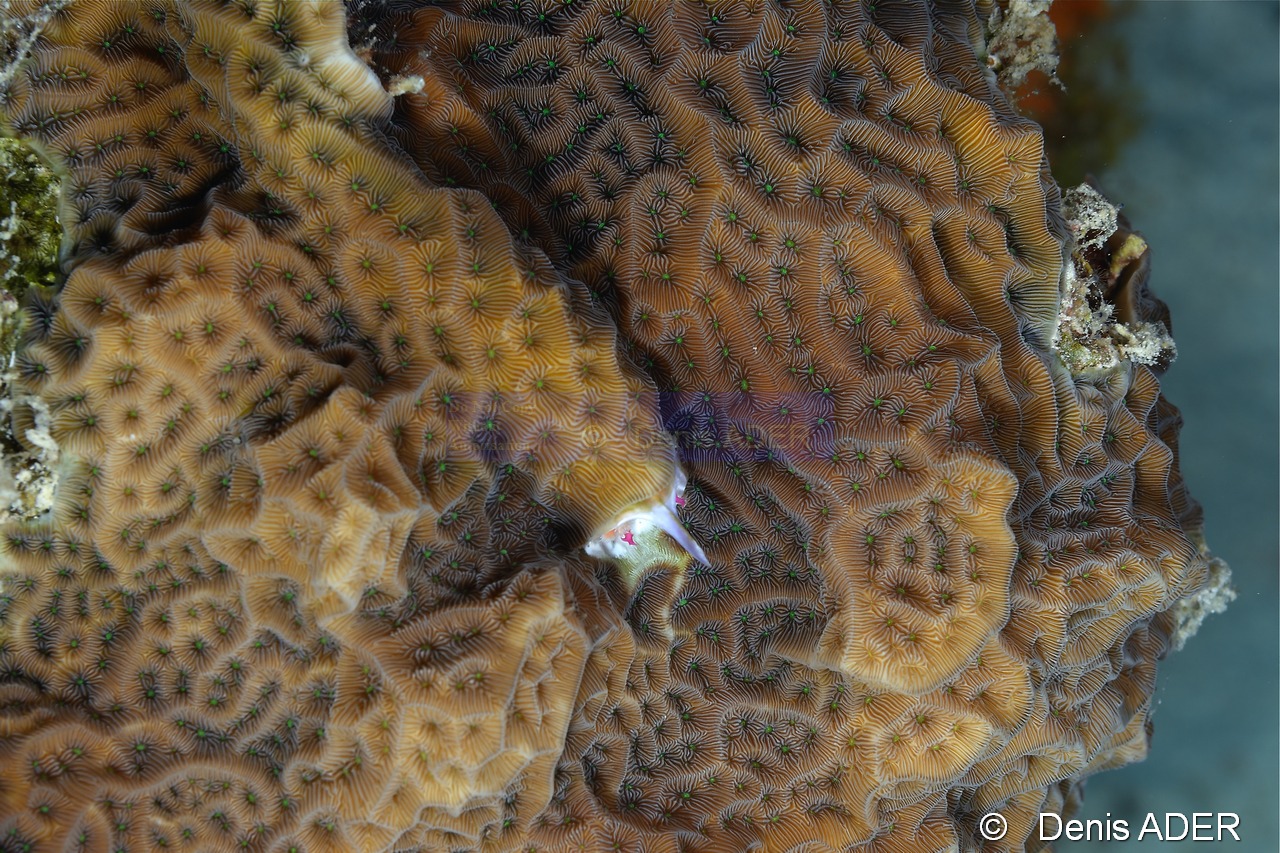 Agaricia agaricites-Bonaire Buddy reef-29m-20120217-Denis-ADER-DSC_6224_tn.jpg